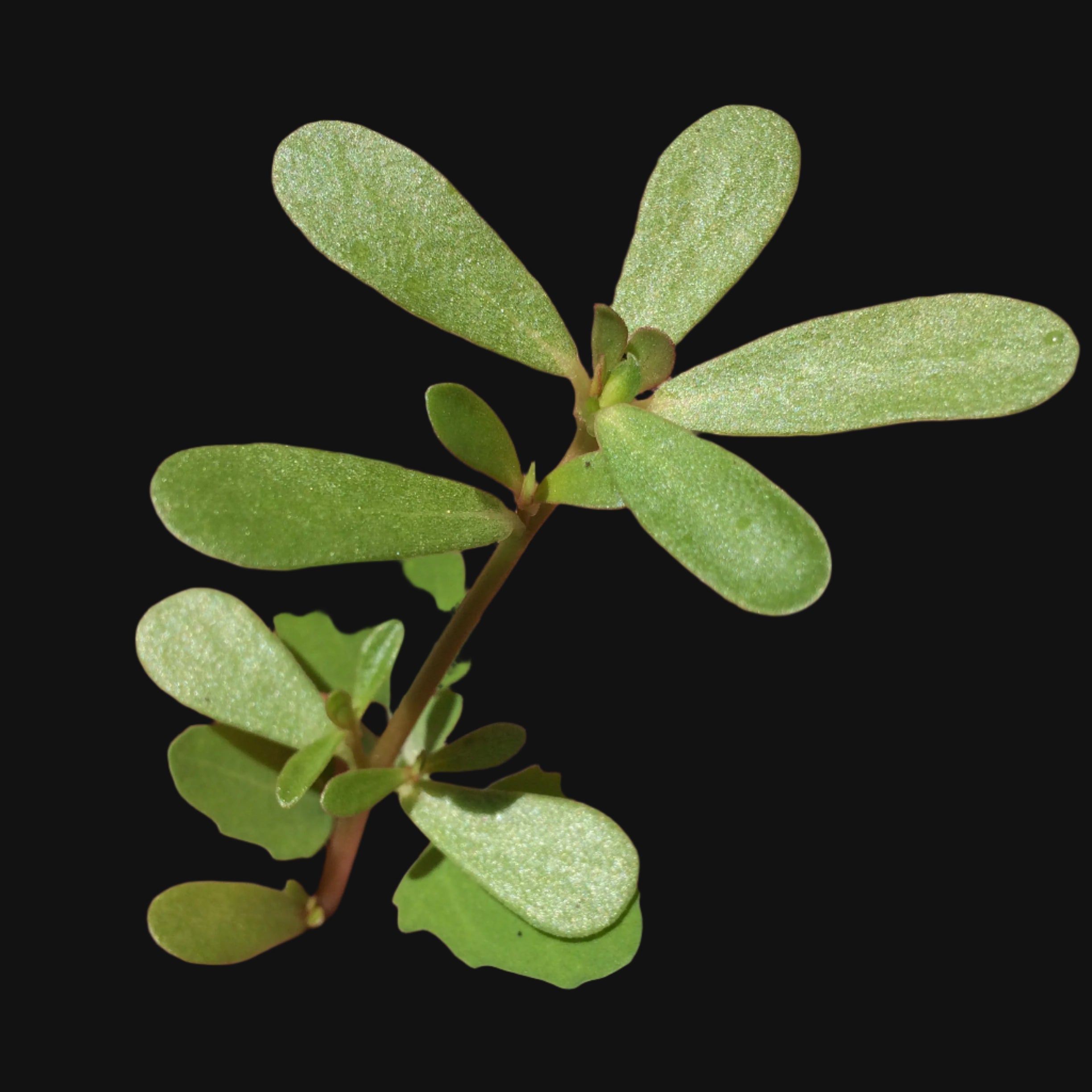 Purslane seeds