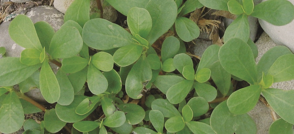 Purslane Seeds