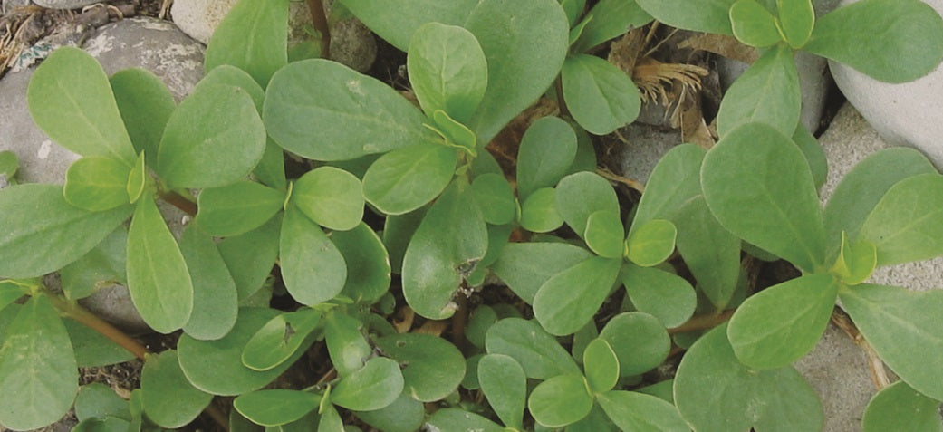 Purslane Seeds