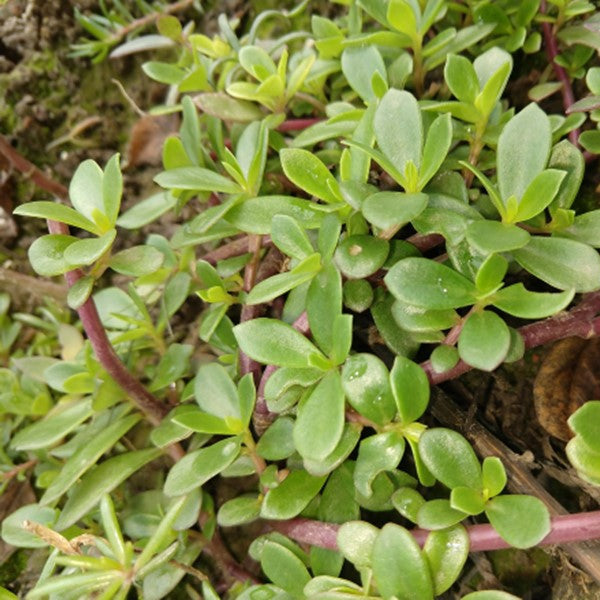 Semences de Pourpier (Purslane)