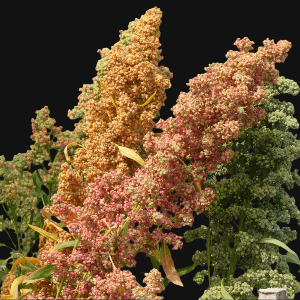 Quinoa Seeds