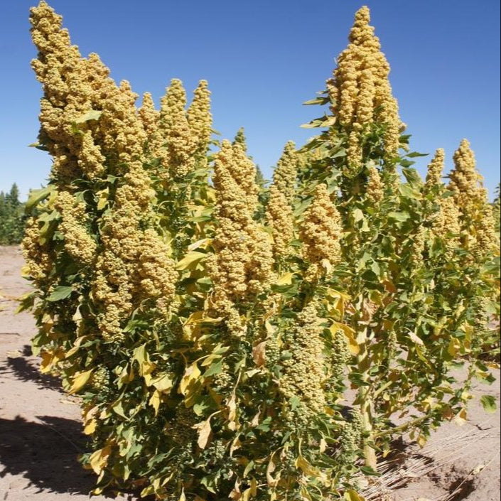 Quinoa Seeds