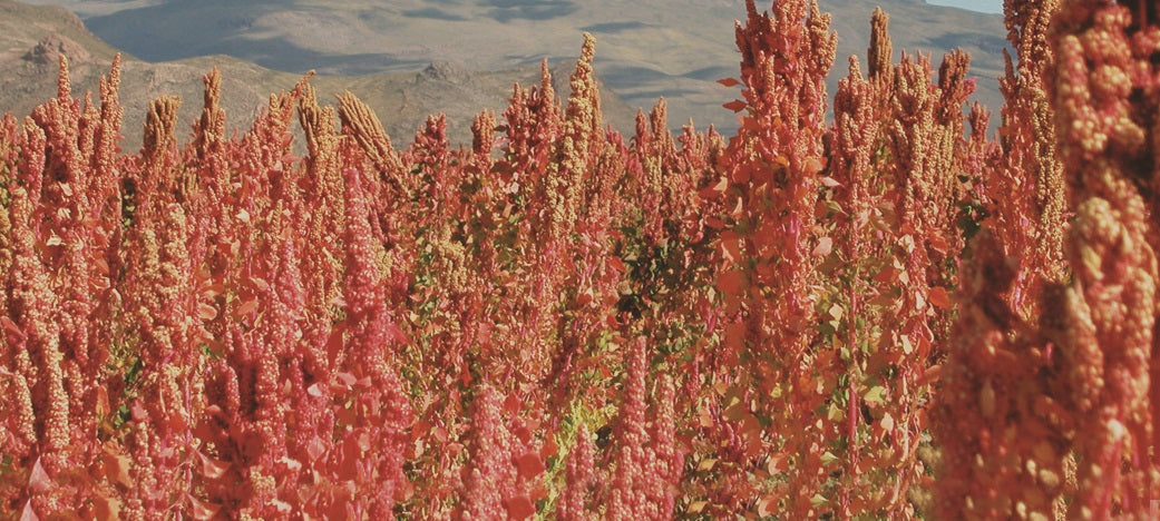 Quinoa Seeds