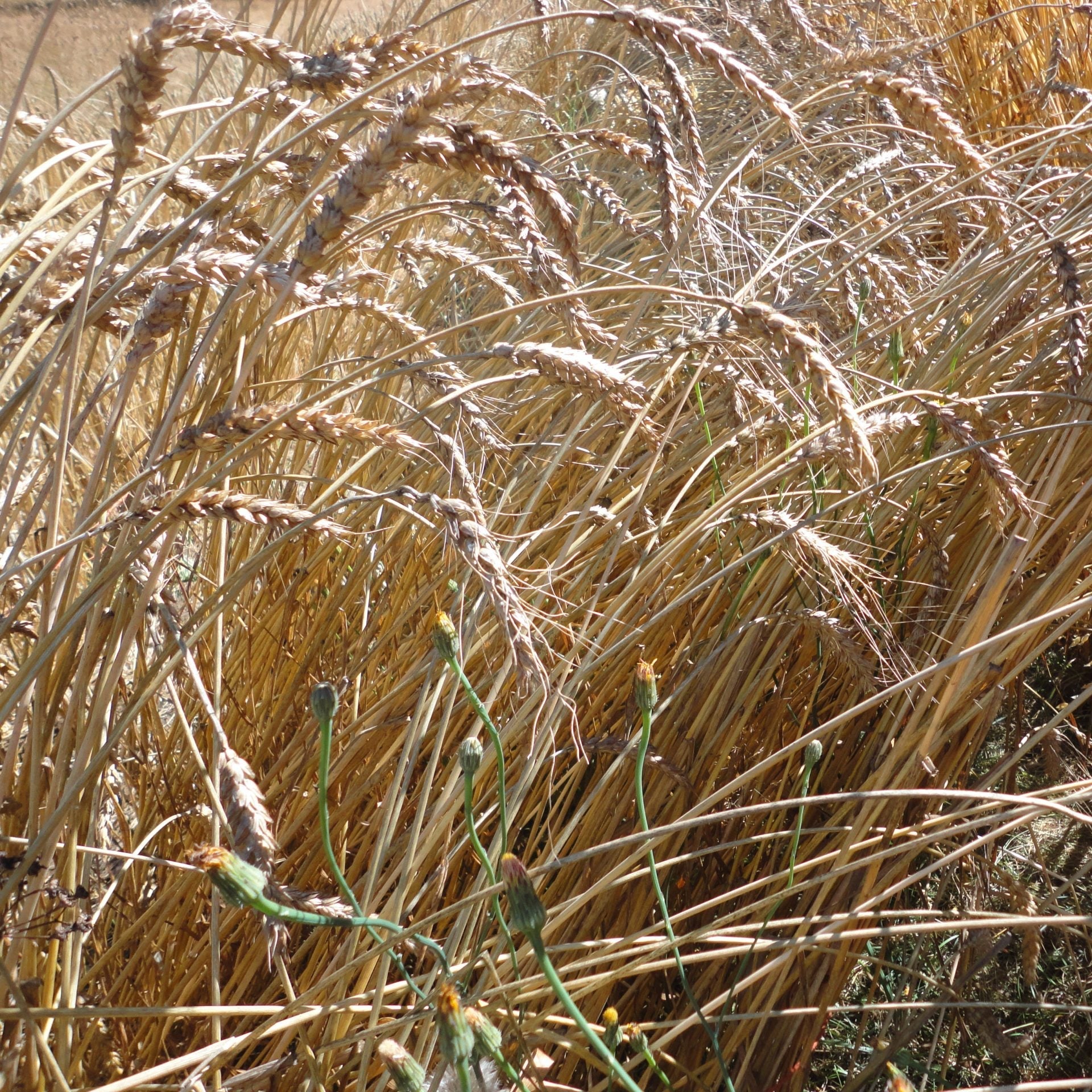 Red Fife Wheat Seeds