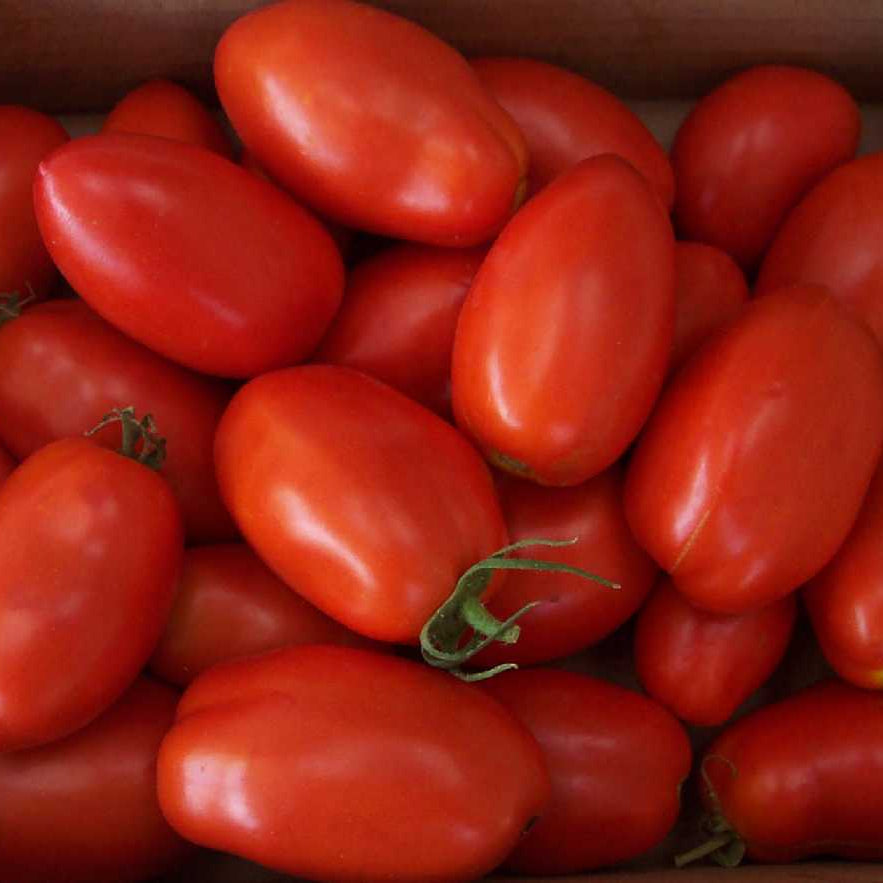 Tomate Red Plum