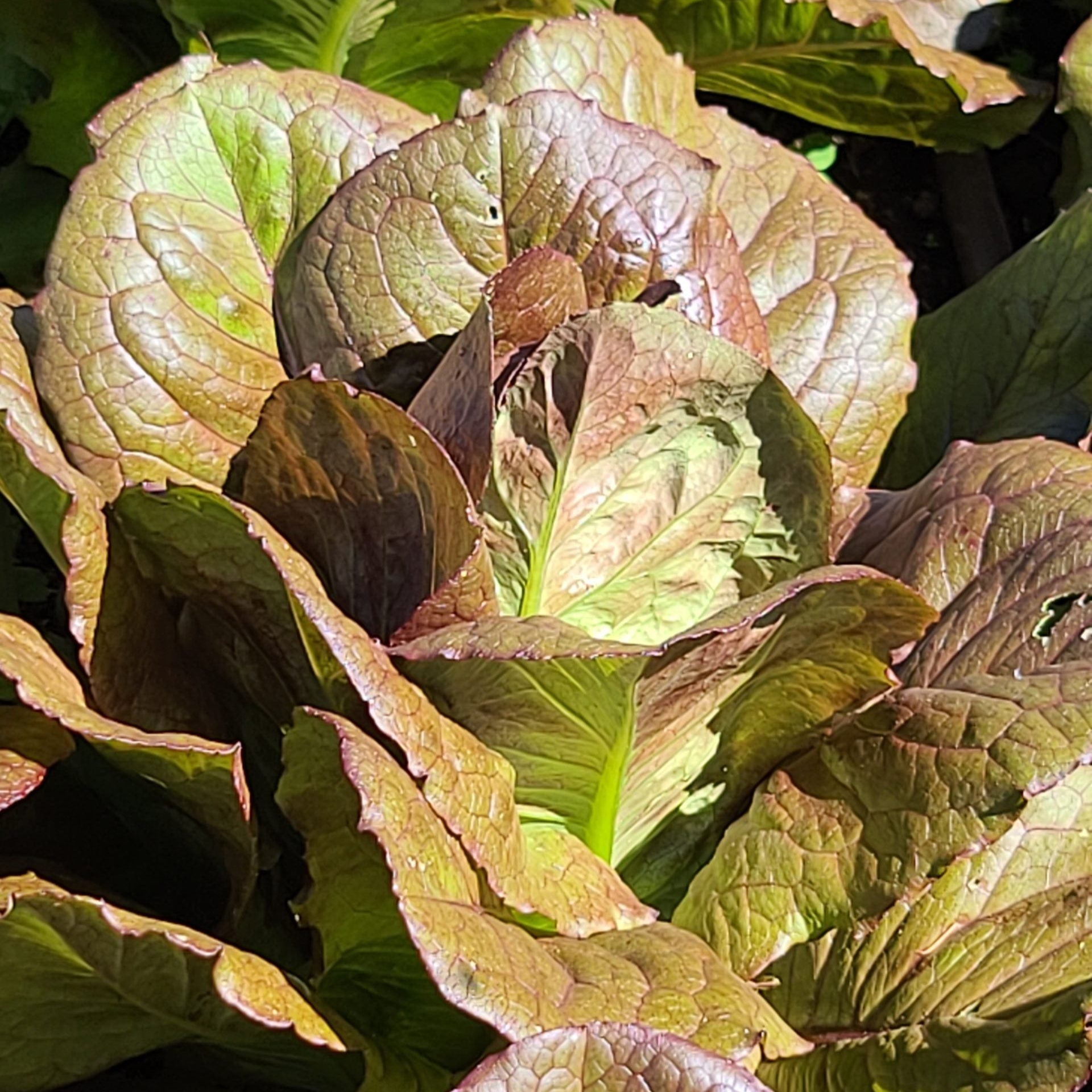 aitue romaine rouge