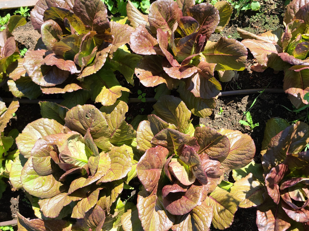 Semences de Laitue romaine rouge