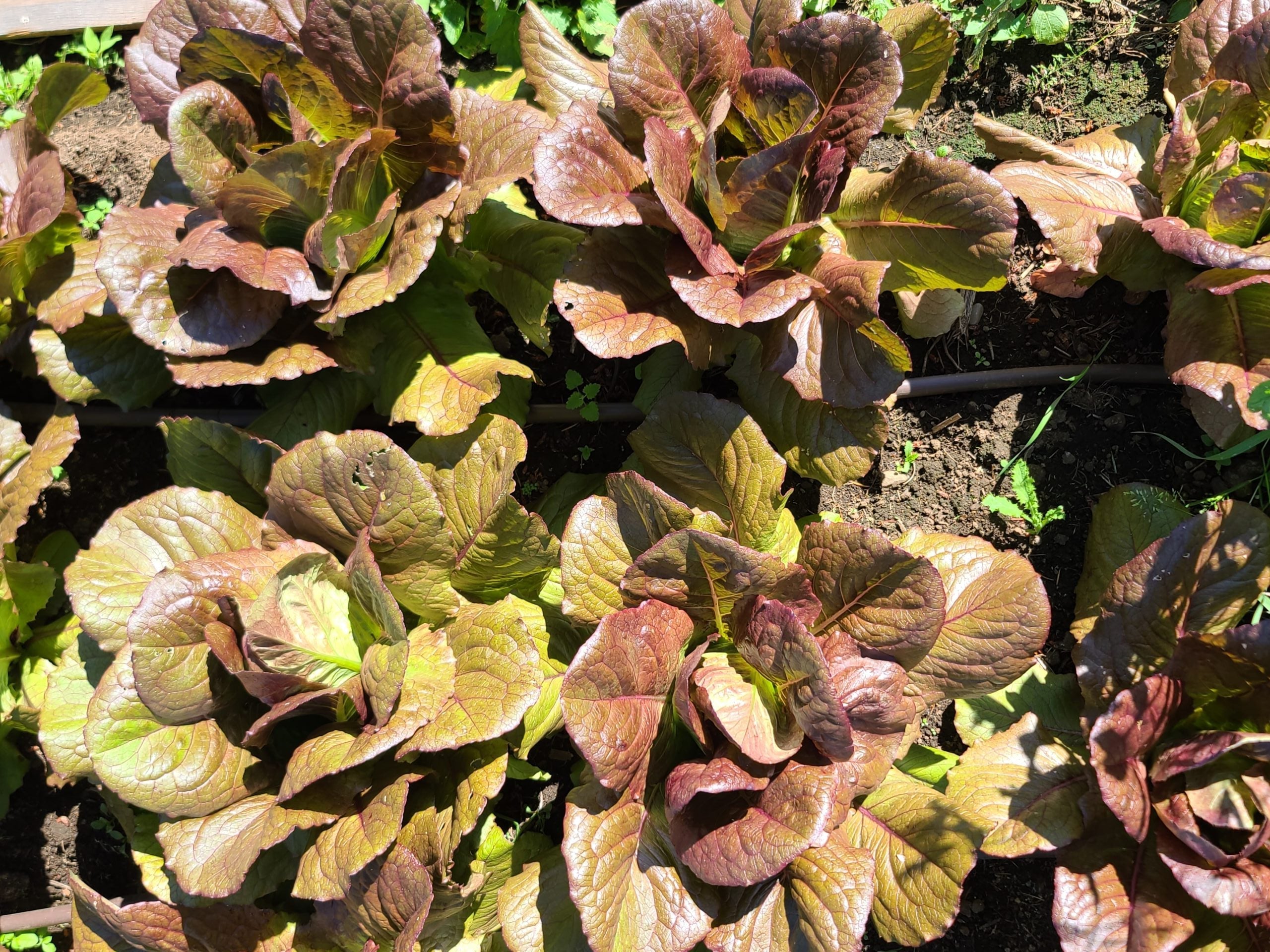 Semences de Laitue romaine rouge