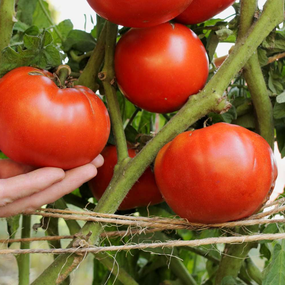 Red Beefsteak Tomato Seeds