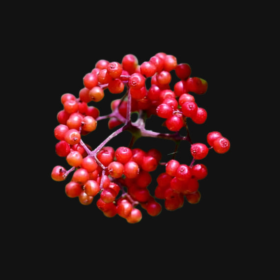 Red elderberry