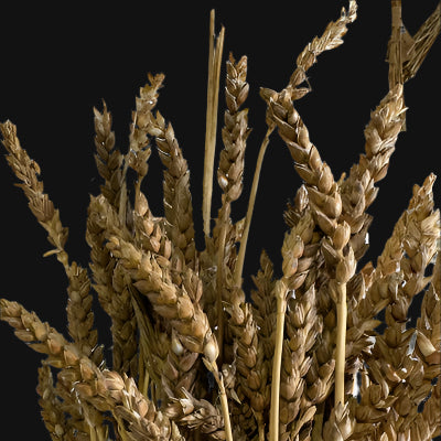 Red Fife Wheat Seeds