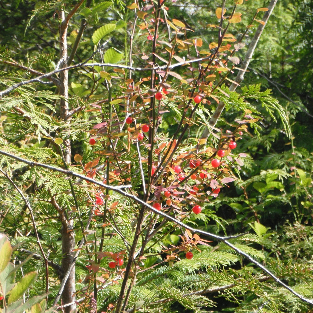 Red huckleberry seeds
