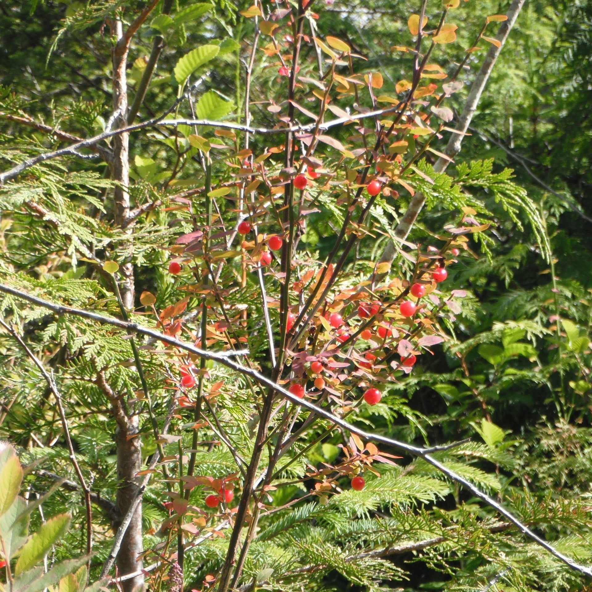 Red huckleberry seeds