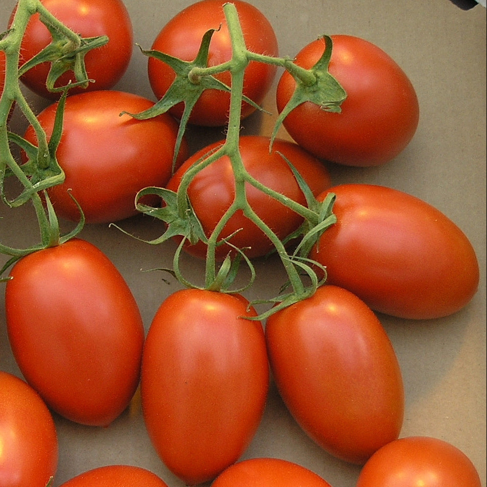 Semences de tomate Red Roma