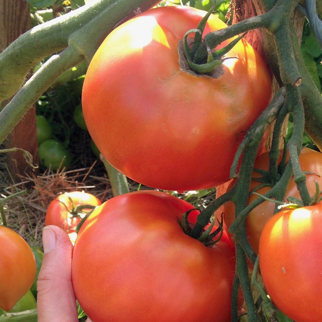Semences de Tomate Rocket