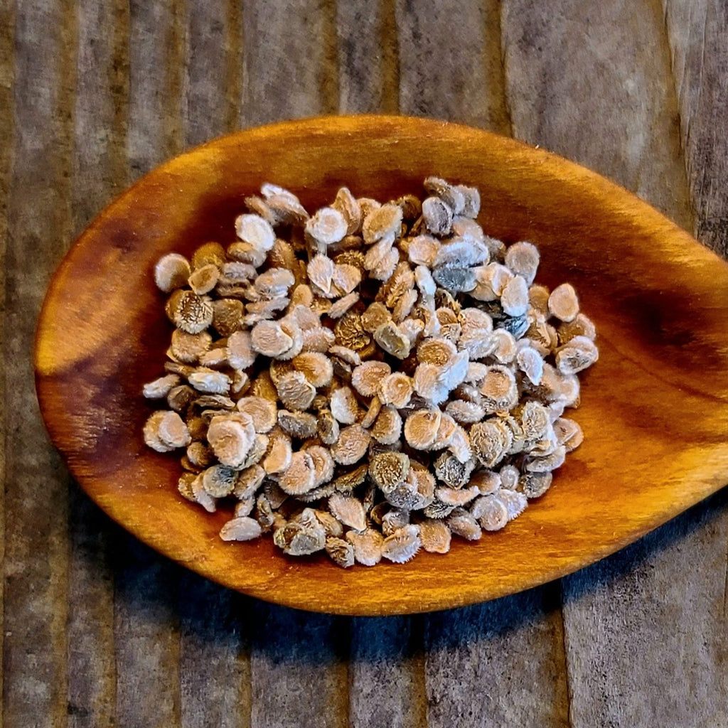 Semences de Tomates Roma pour pâte