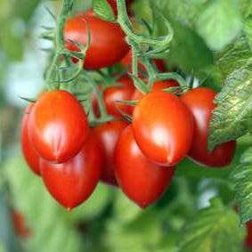 Semences de Tomates Roma pour pâte