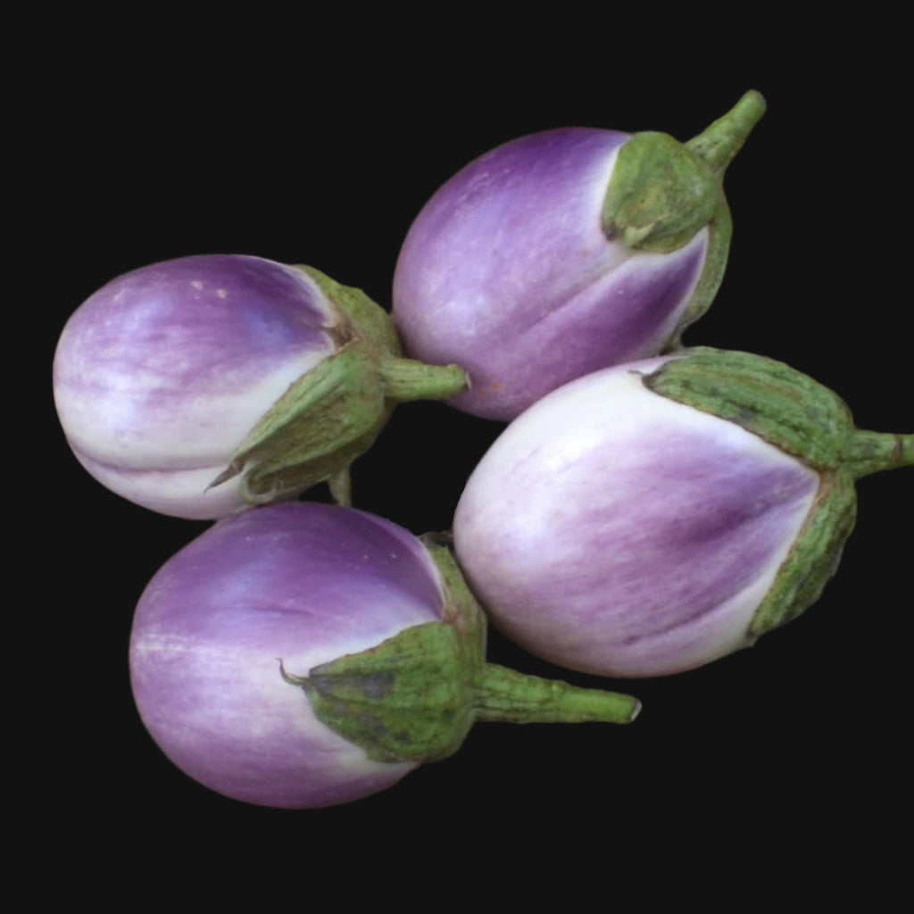 Mixed eggplant seeds