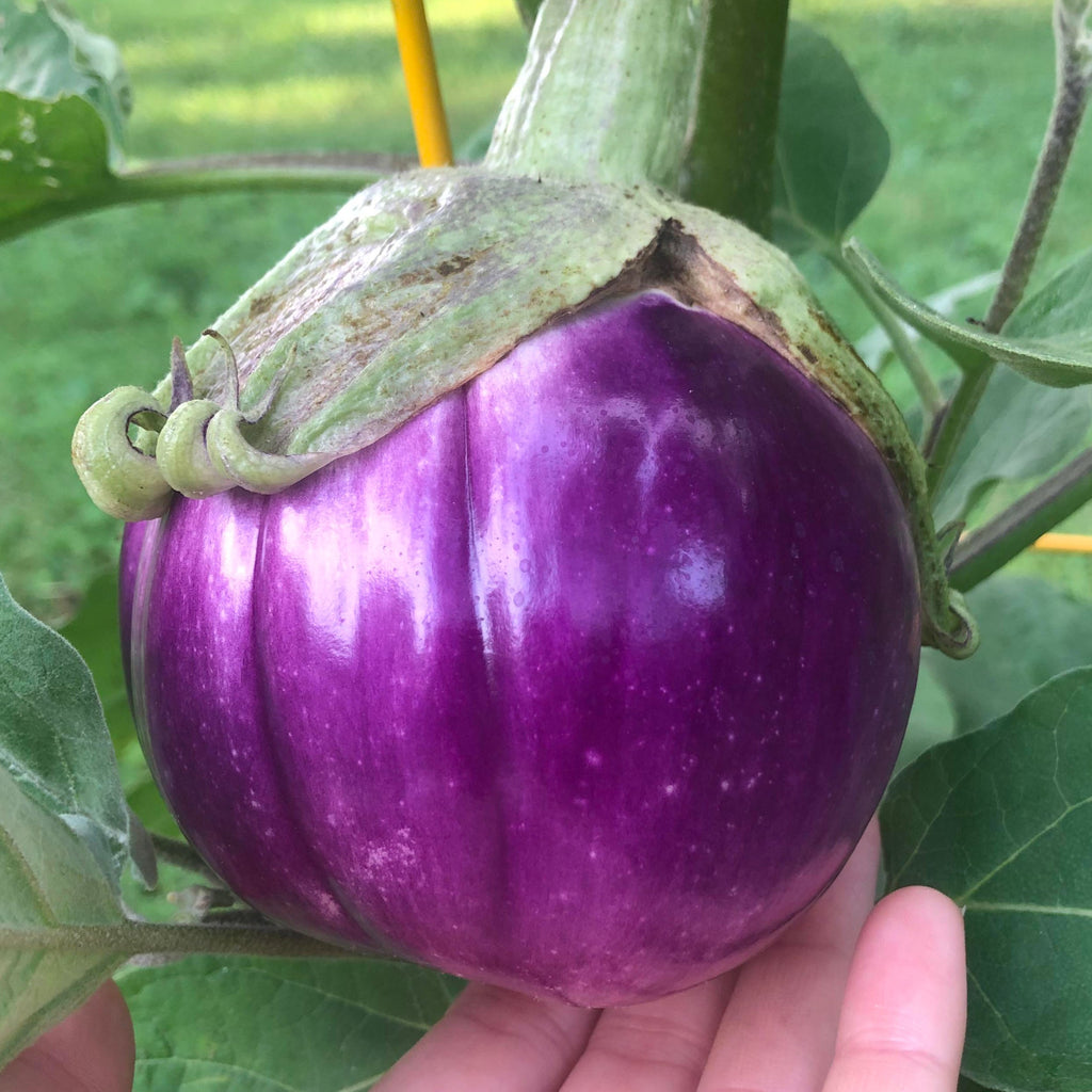 Seeds - Eggplant Rosa Bianca