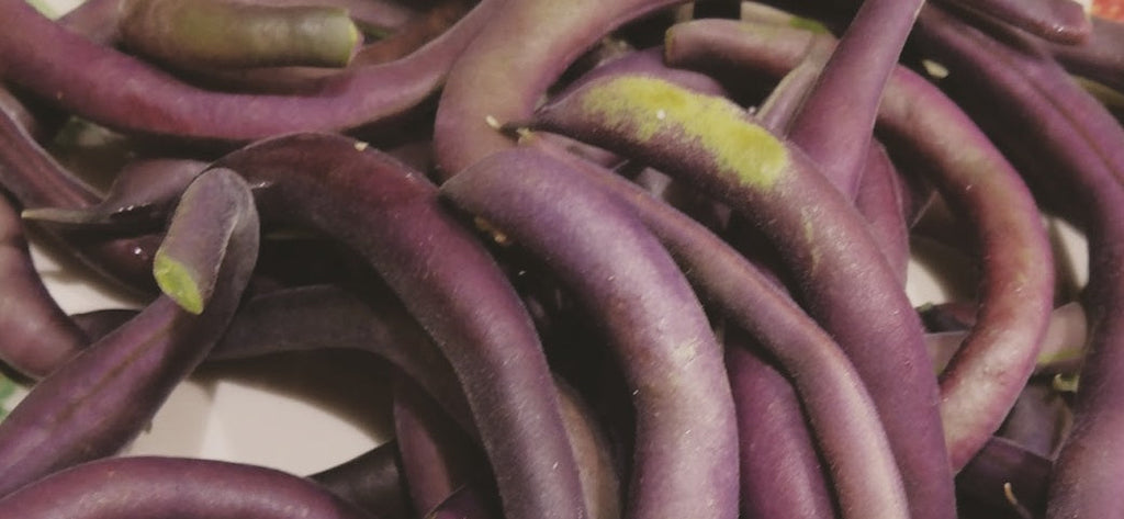 Semences de Haricot nain Royal Burgundy