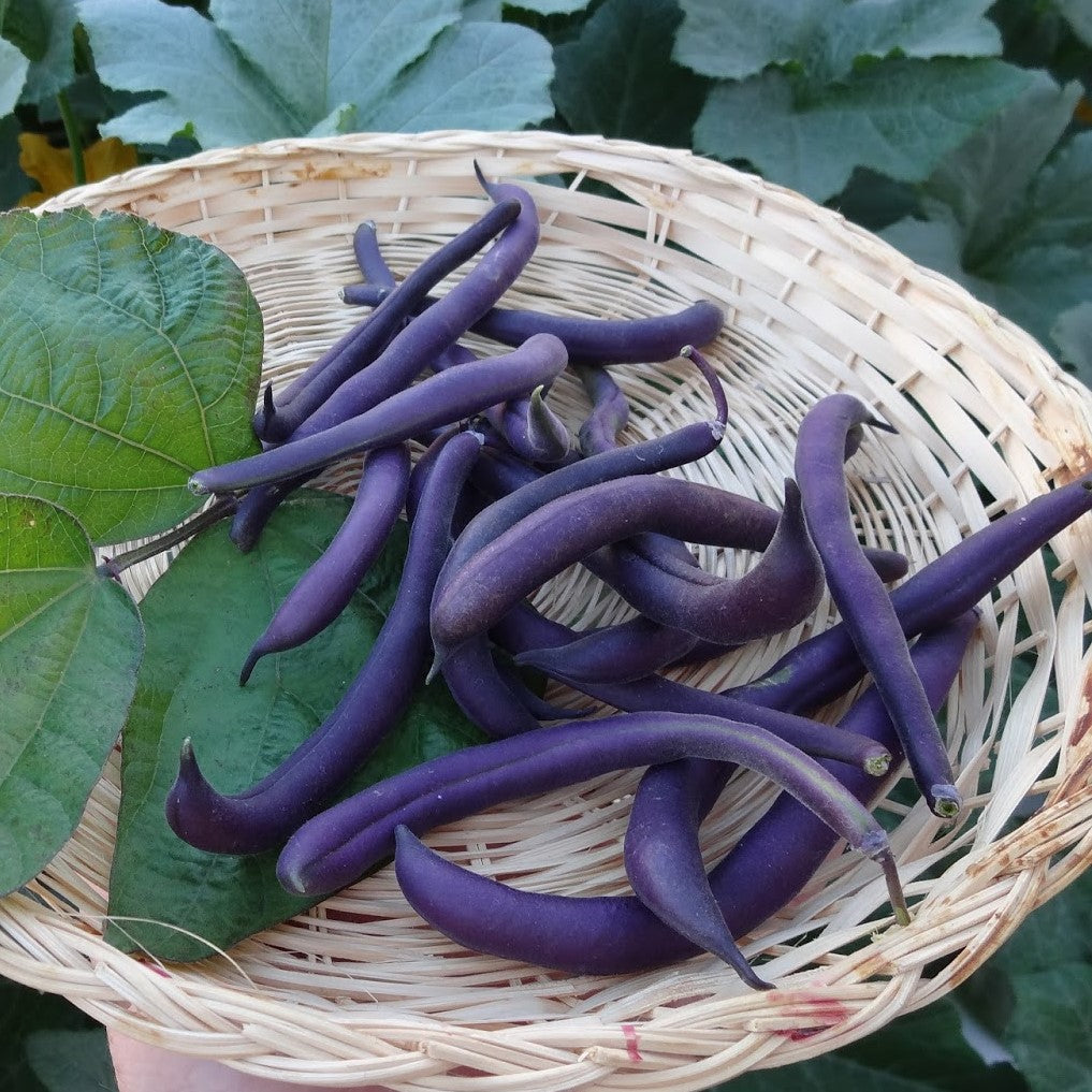 Semences de Haricot nain Royal Burgundy