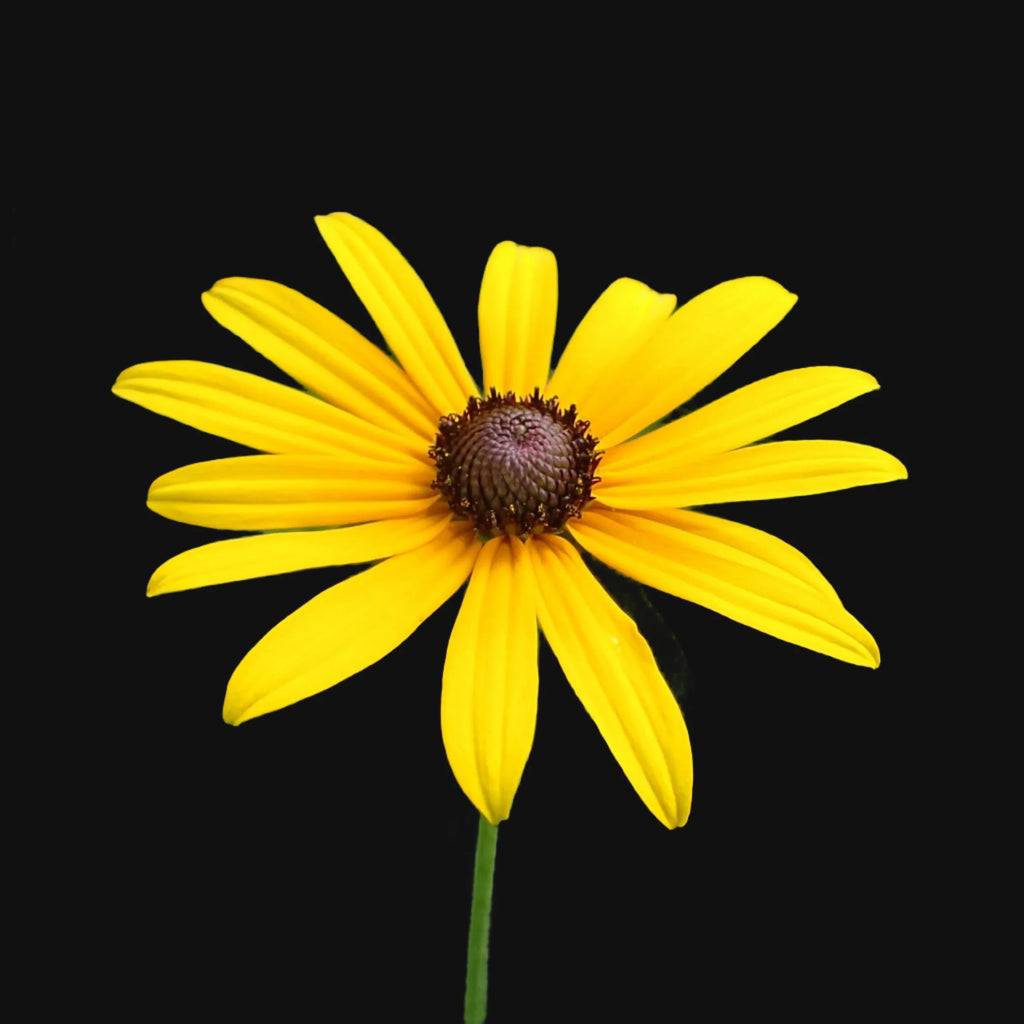 Black-Eyed Susan (Rudbeckia) Seeds