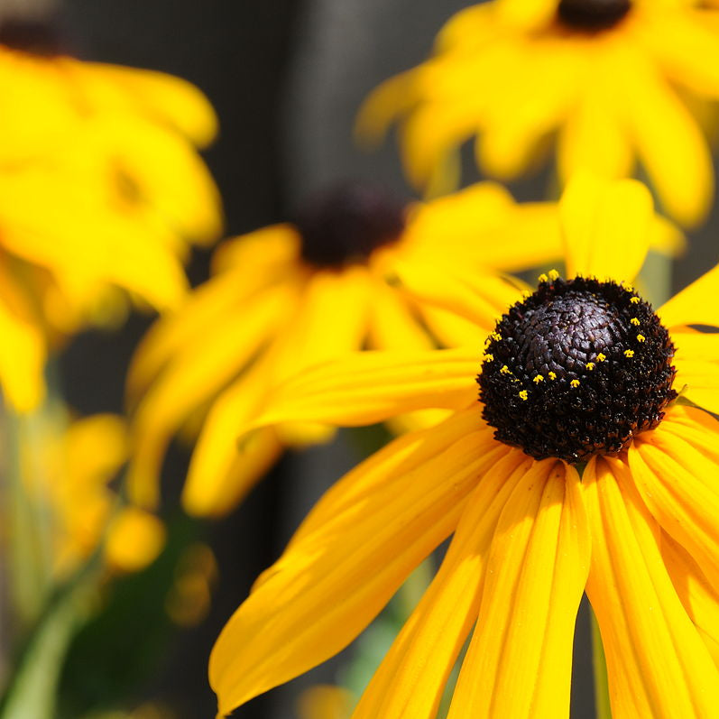 Black-Eyed Susan (Rudbeckia) Seeds