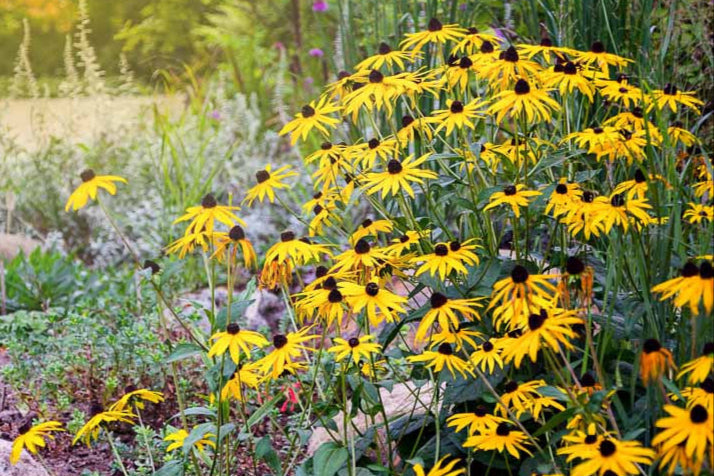 Black-Eyed Susan (Rudbeckia) Seeds