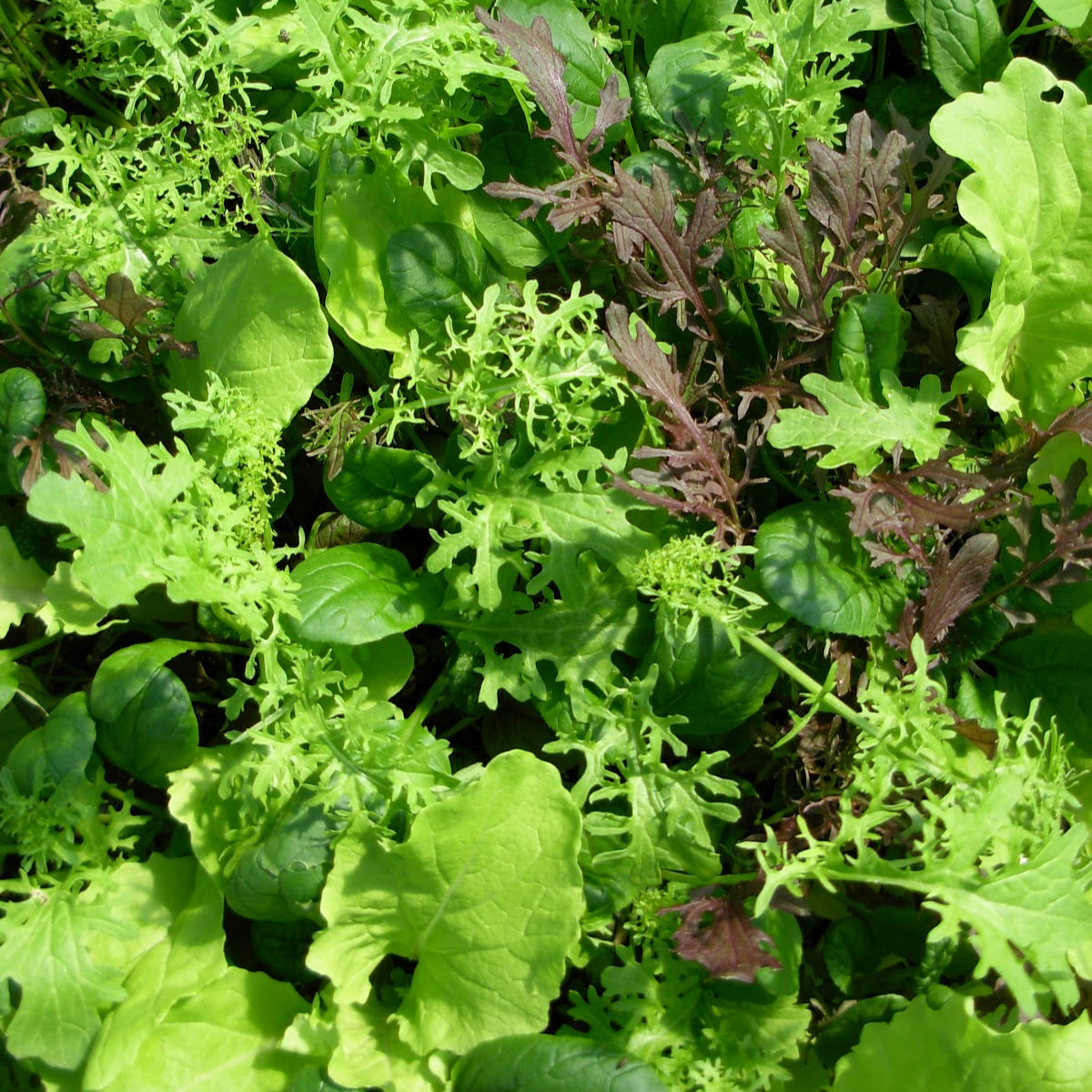 Semences de mélange à salade