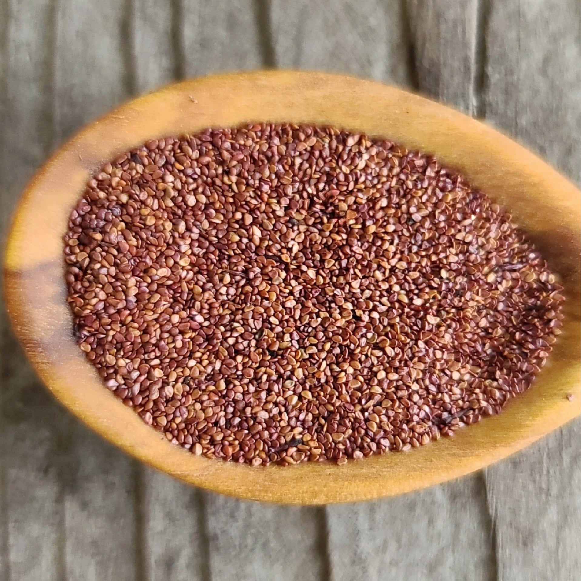 Salal Seeds