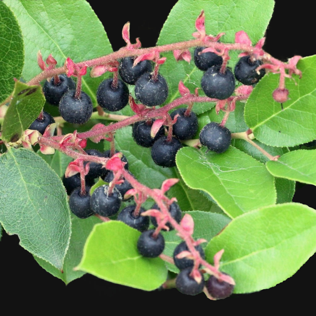 Salal Seeds