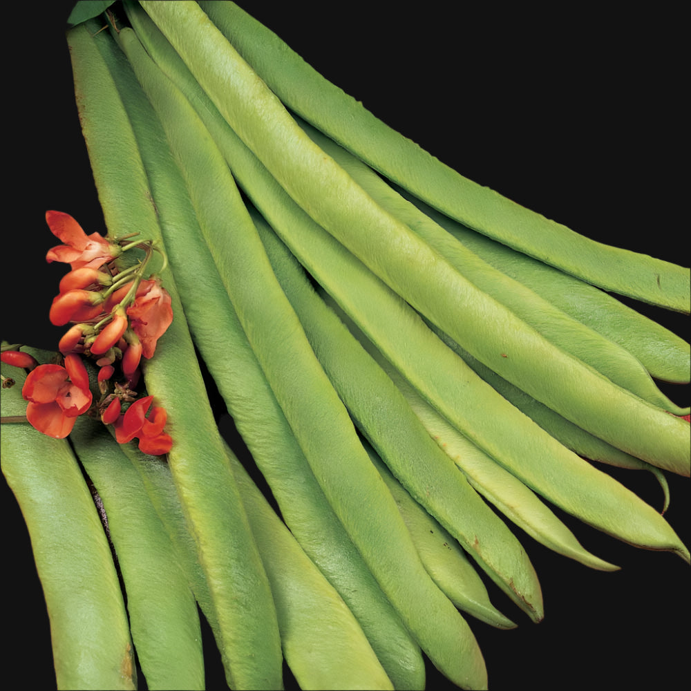 Scarlet Runner climbing bean seeds