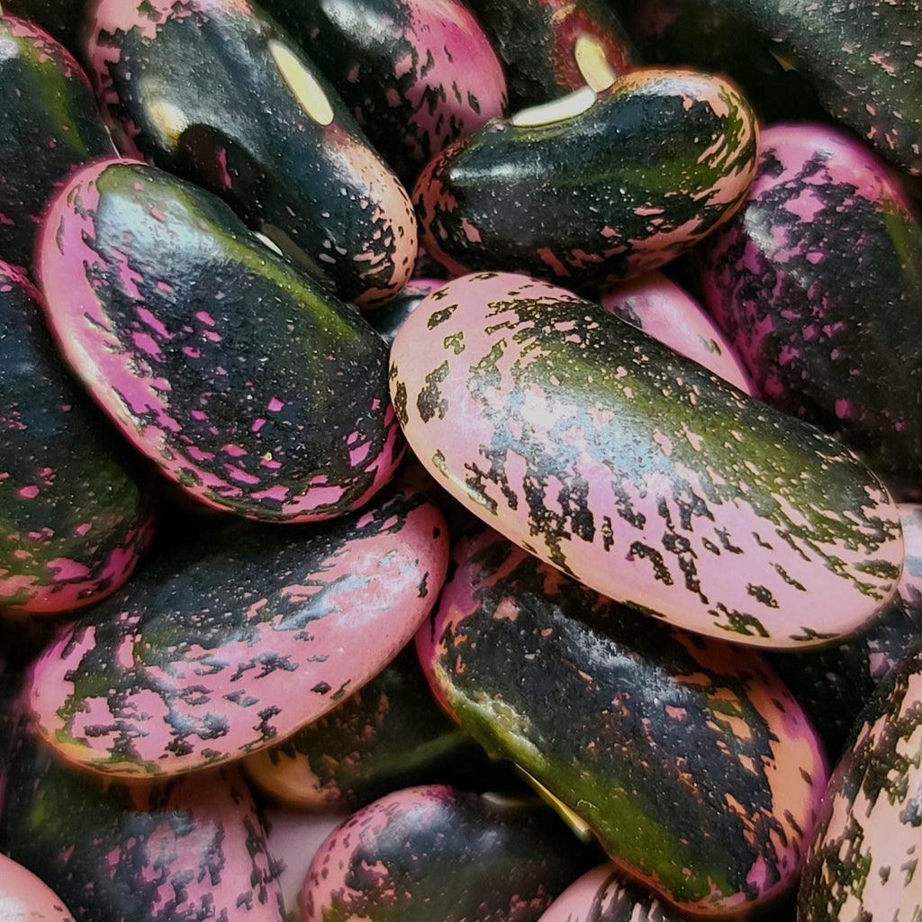 Scarlet Runner climbing bean seeds