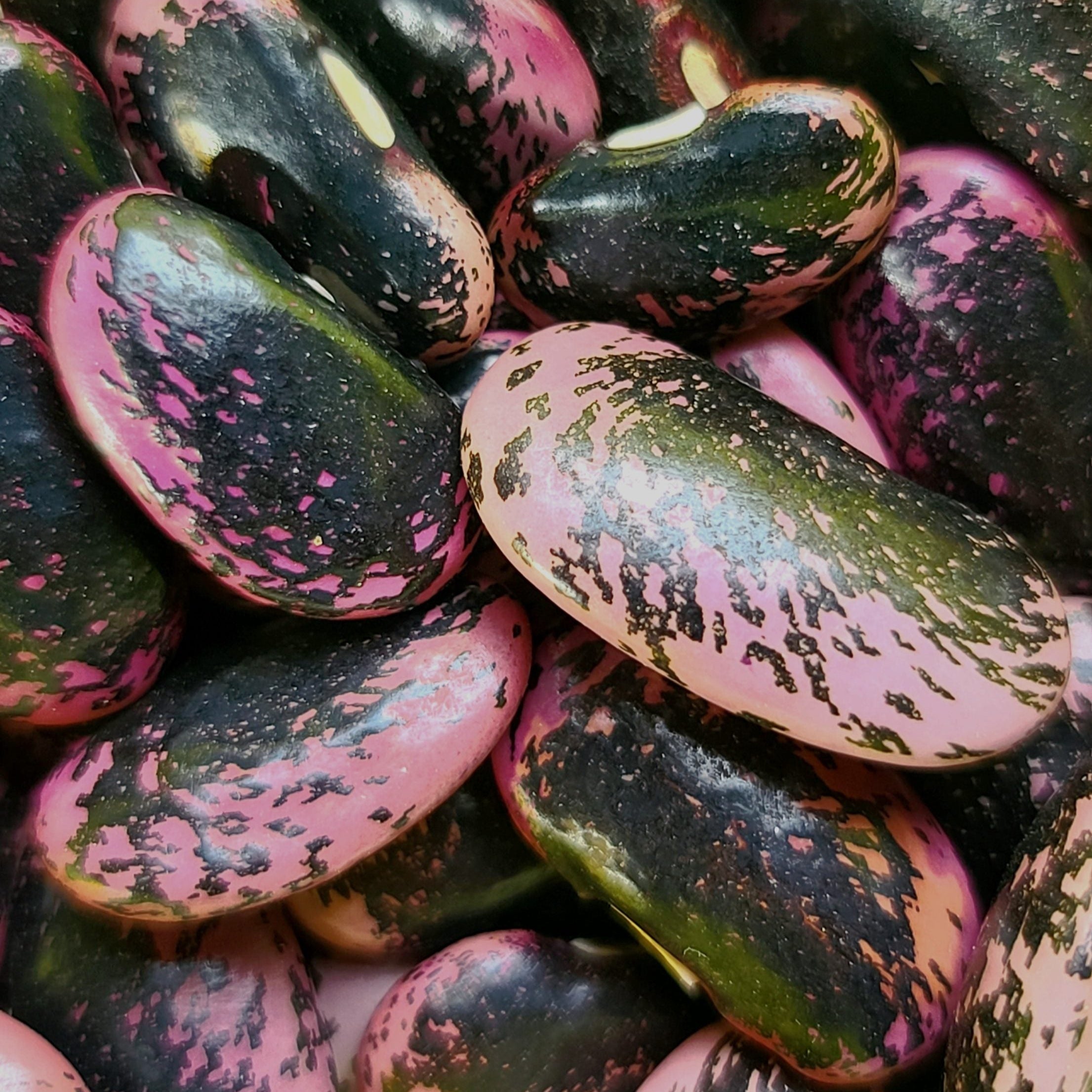 Scarlet Runner climbing bean seeds