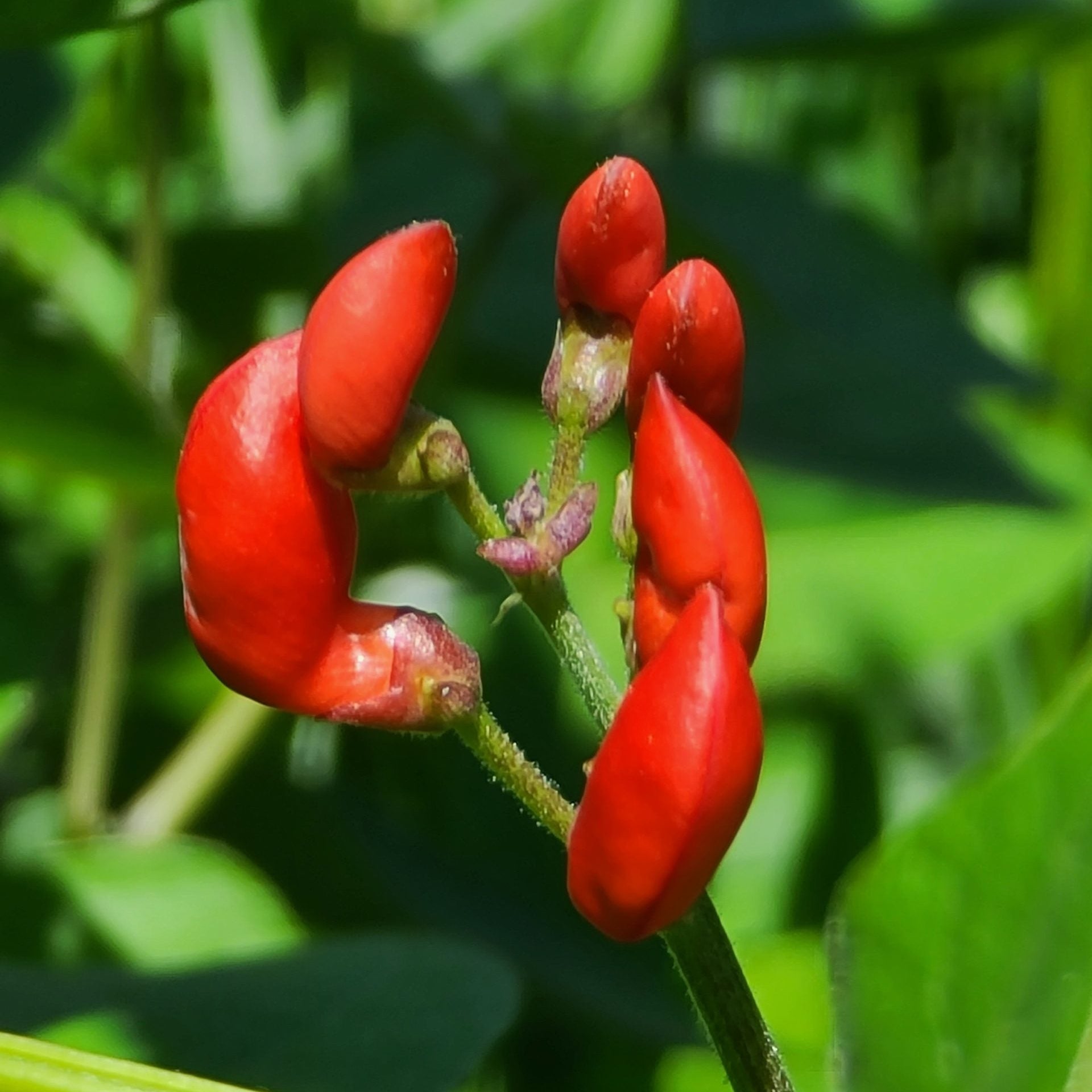 Scarlet Runner climbing bean seeds