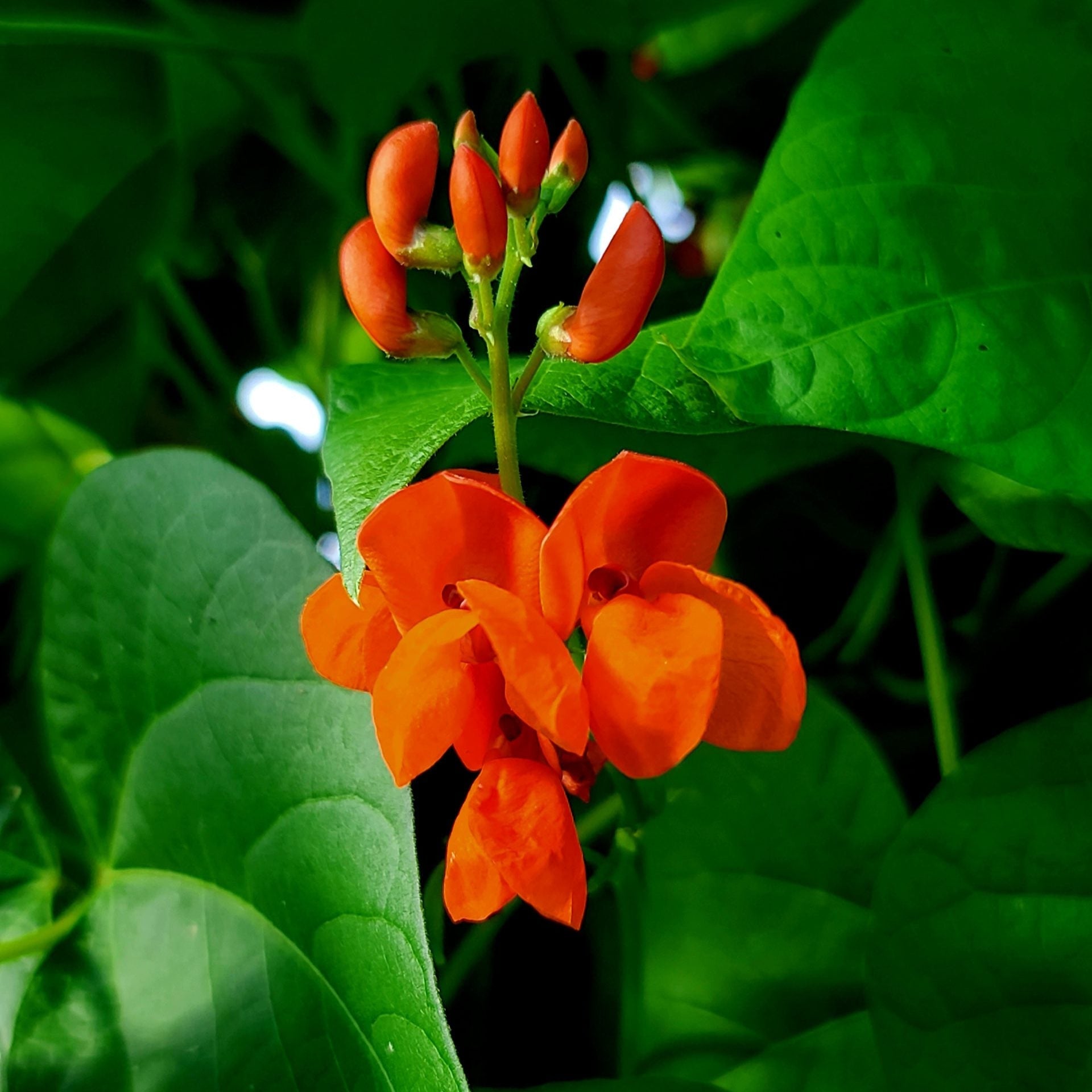 Scarlet Runner climbing bean seeds