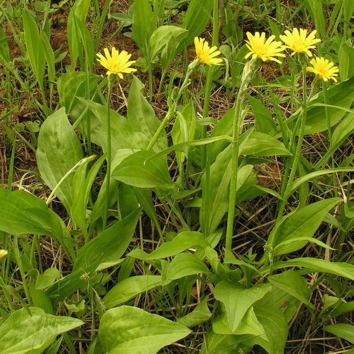 Semences de la scorsonère (Black Salsify)