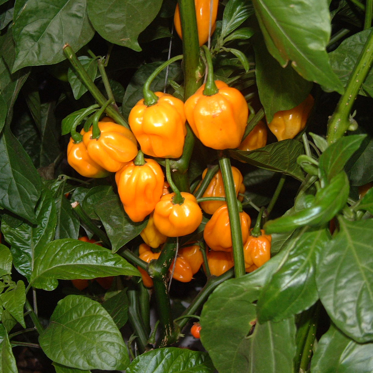 Semences de Piment Scotch Bonnet