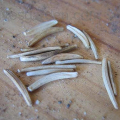 Semences de la scorsonère (Black Salsify)