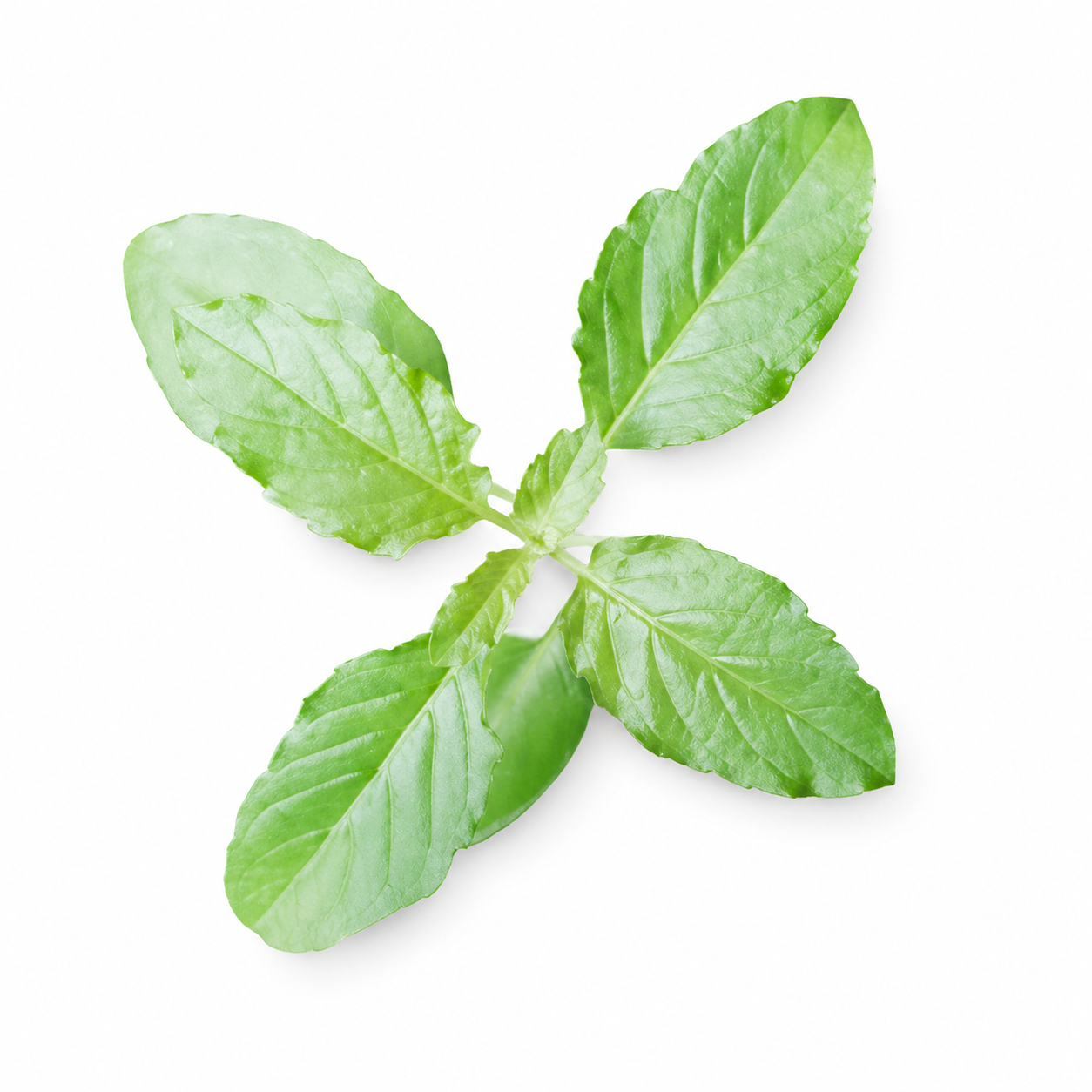 Semences de Basil sacré