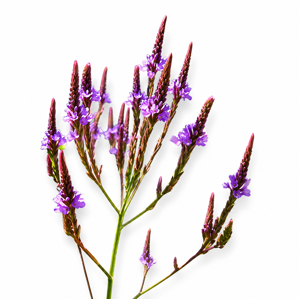Semences de verveine bleue européenne
