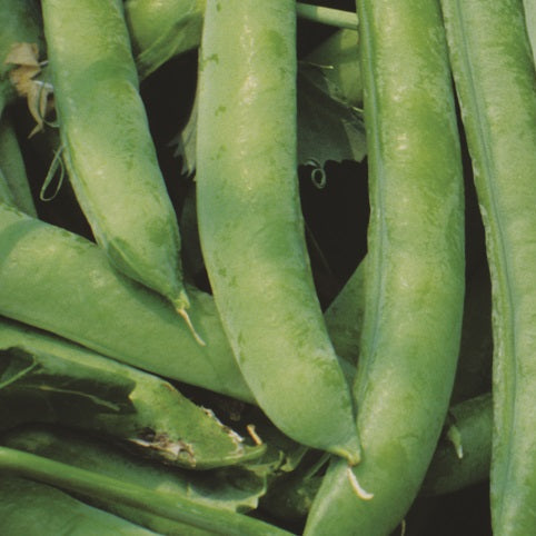 Shelling pea seeds