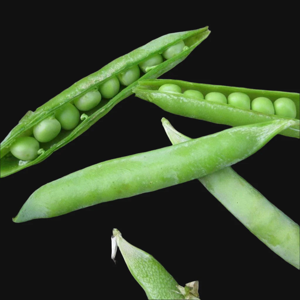 Semences de pois à écosser