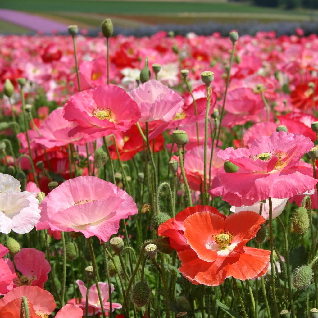 Shirley Poppy Seeds