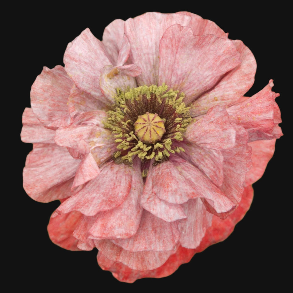 Shirley Poppy Seeds