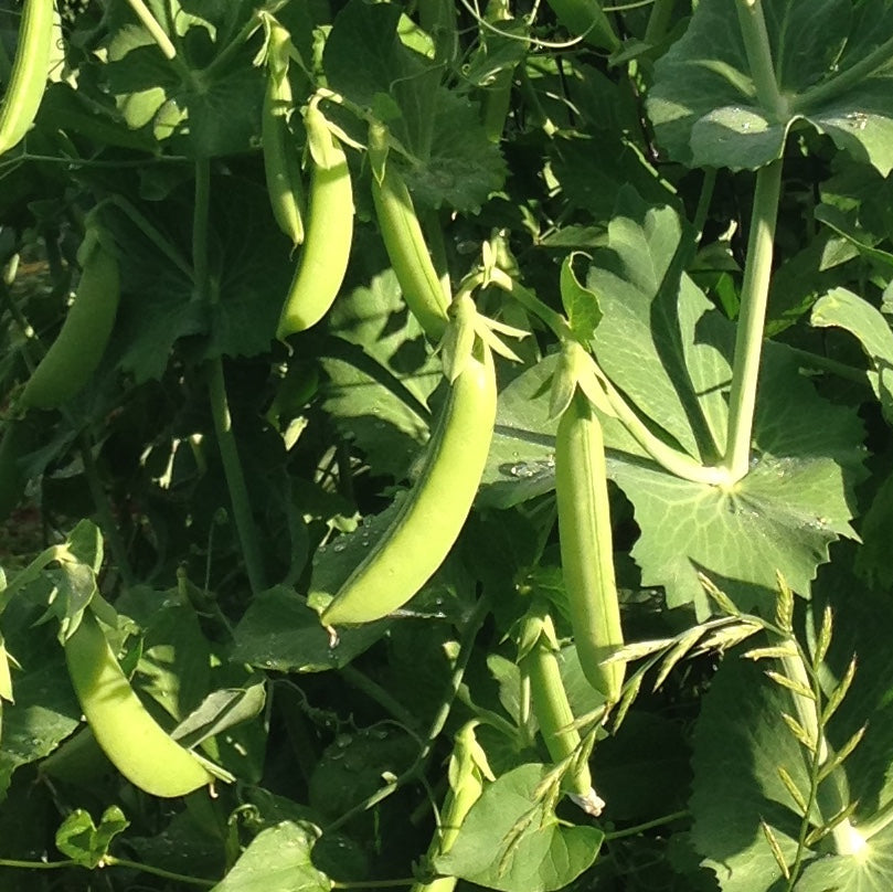 Semences de pois mange-tout