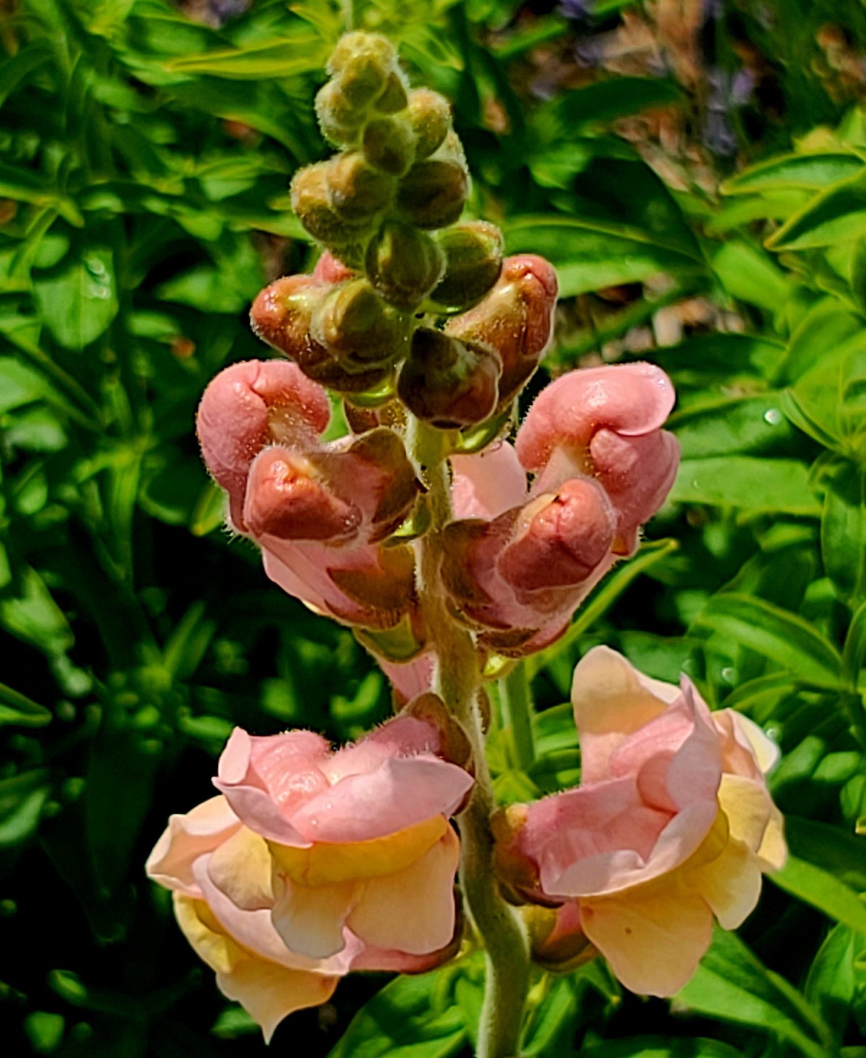 Semences de mélange de mufliers (Snapdragon Mix)