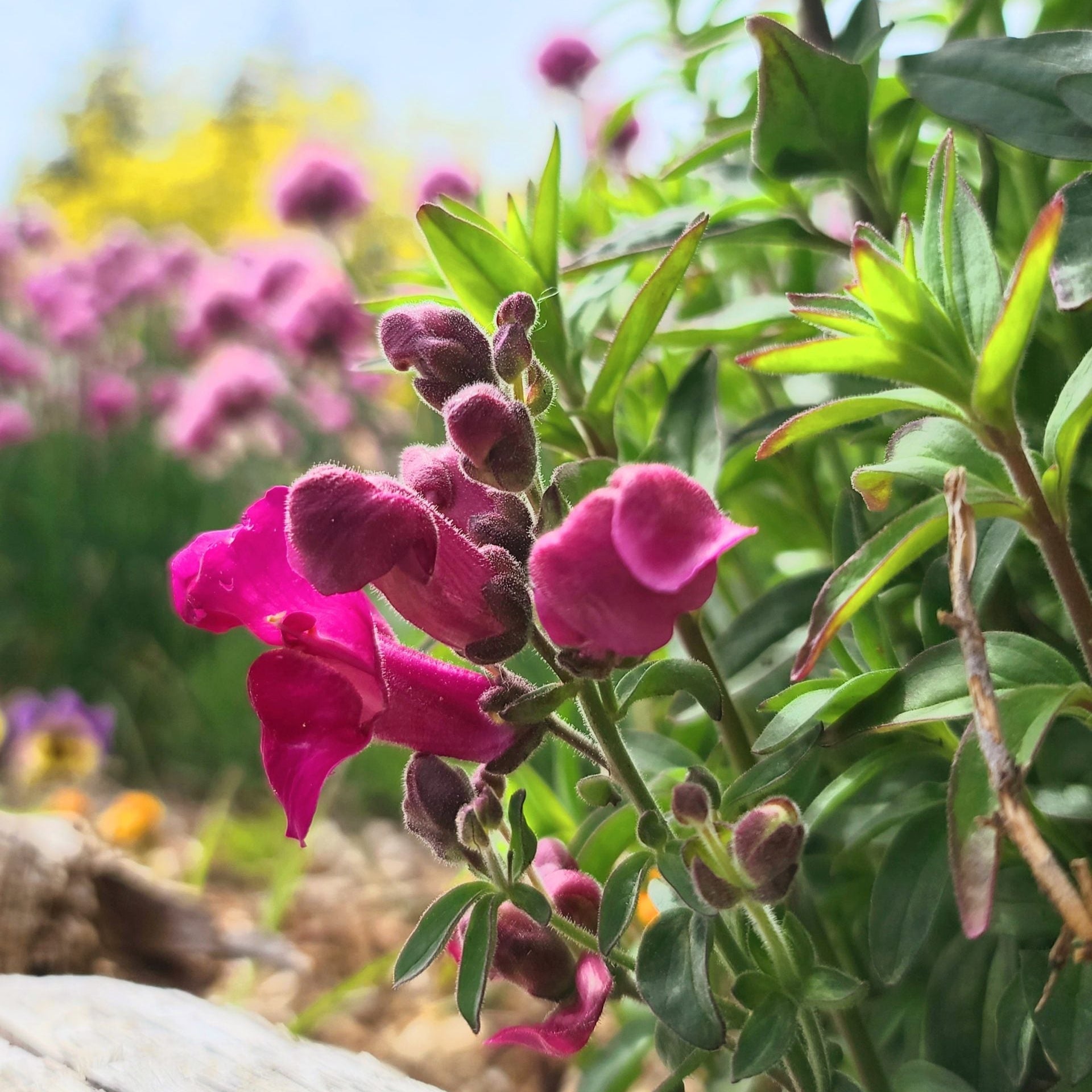 Semences de mélange de mufliers (Snapdragon Mix)