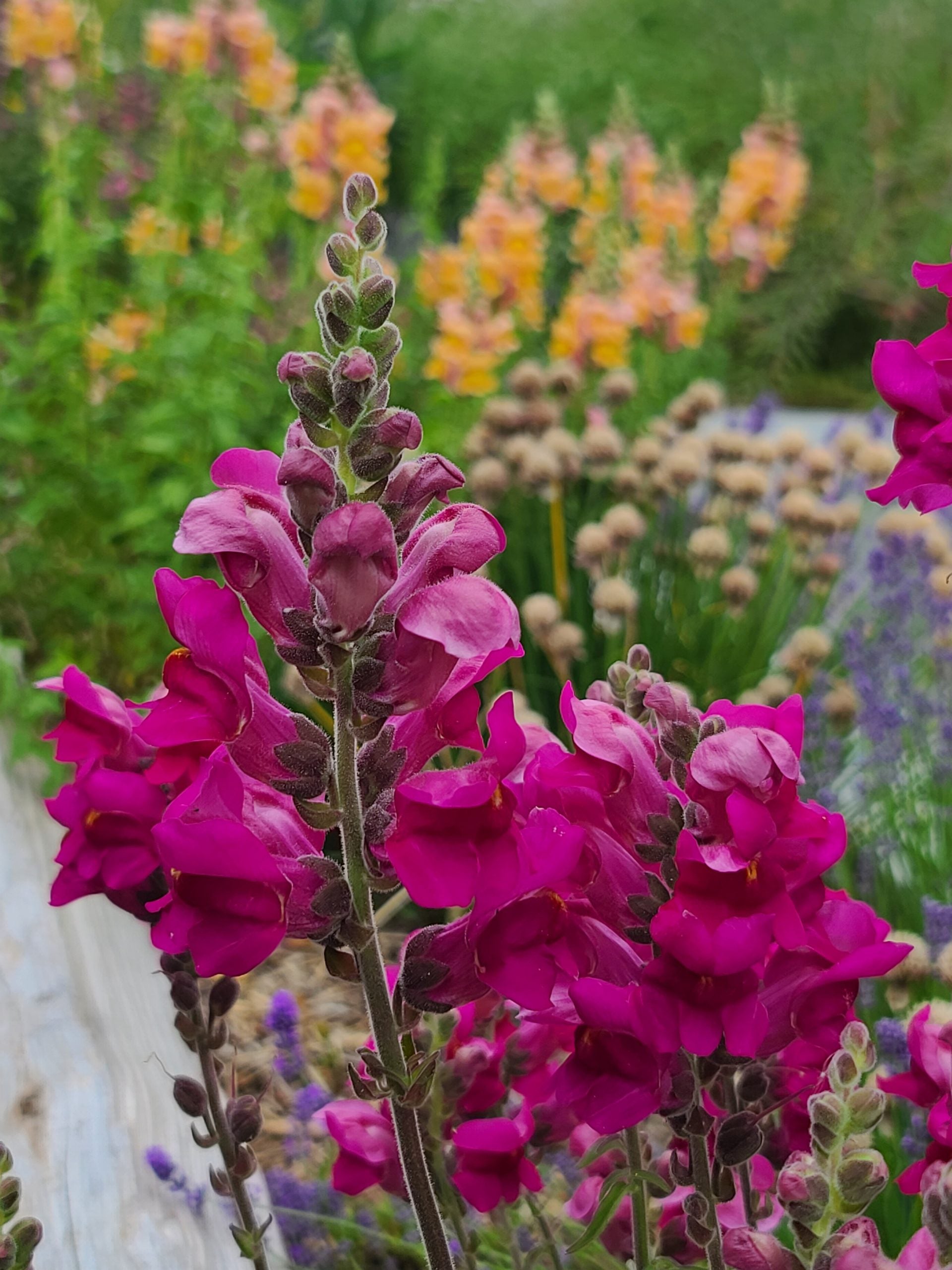 Semences de mélange de mufliers (Snapdragon Mix)