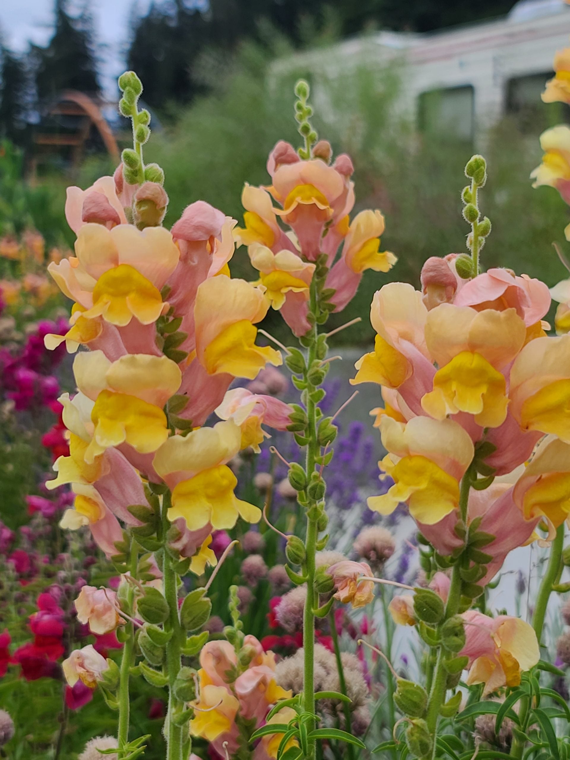 Semences de mélange de mufliers (Snapdragon Mix)